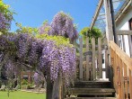 Wisteria Wisteria